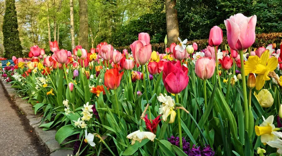 keukenhof
