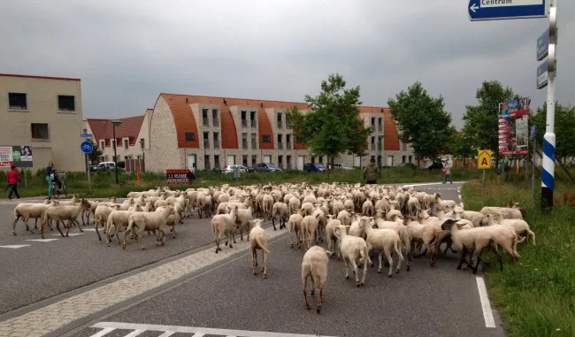 n5oazxr29nszyh0sfq0pb8w32 schapenbeljaart