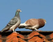 o904ogs6rpoqqp2i0uj094d96 20901