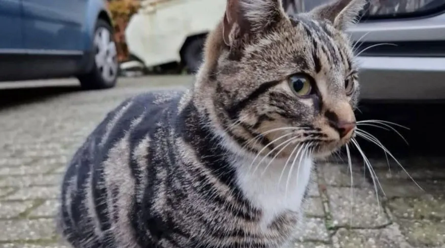 poes1