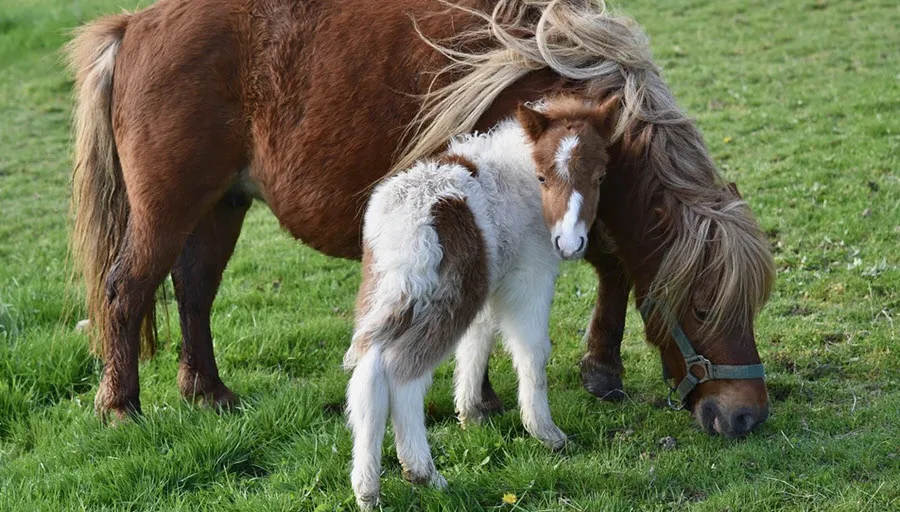 pony