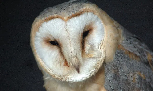 q0xj7hbe6yifpltsyf6b0lnkw kerkuil