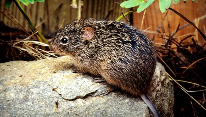 rat
