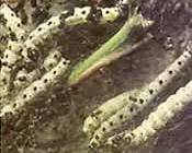 s5r8fc756d6c0d1rwunkjpk2n 65421