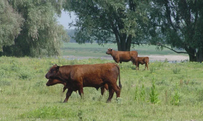 t3ukbp376oo2i6lazzz3v7gz2 wildernis