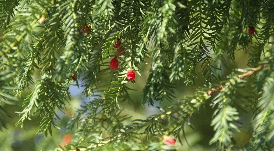 taxus191