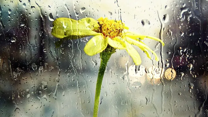 triestweer