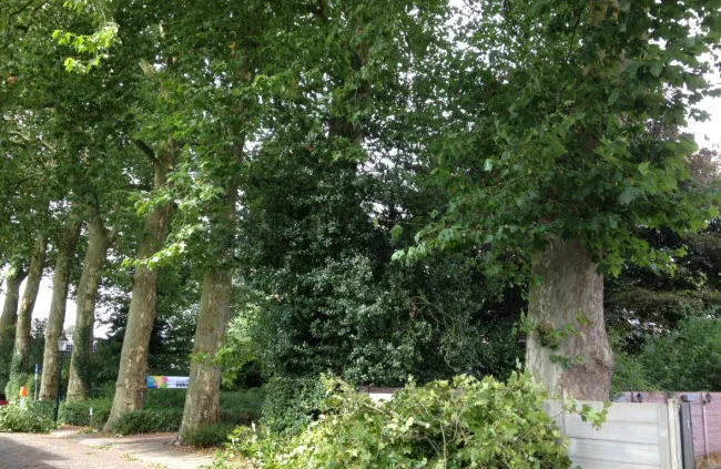 vrwo24jo392cia44e5lrt95v2 platanen