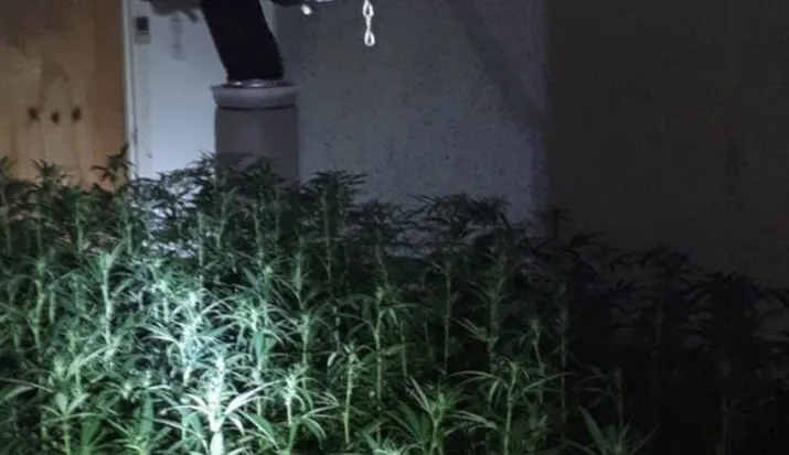 wilhelminastraathennep