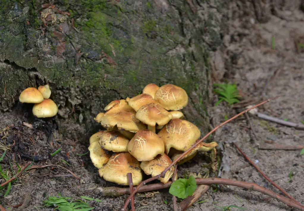 wzwhisqme66xdq6s6hyc0i7w1 paddestoelen