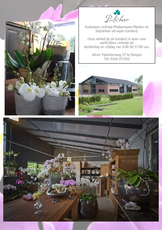 xqq8d5fk47o6i20i05r1y6m5f pulcher