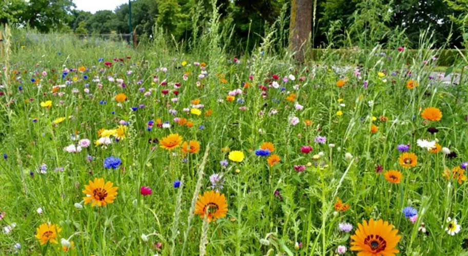 bloemenpracht