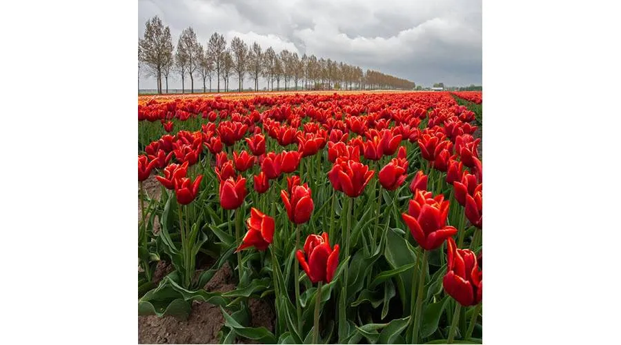 tulpenfcd