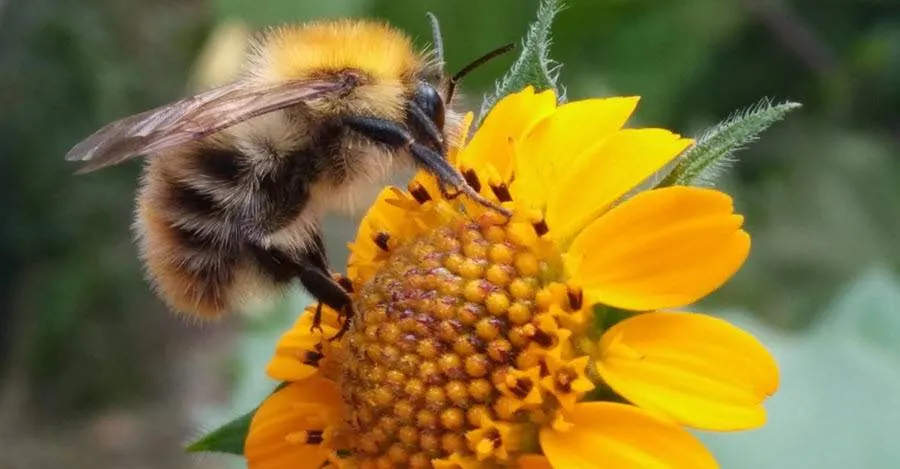 hommel