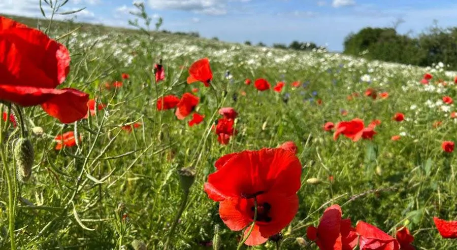 poppys5