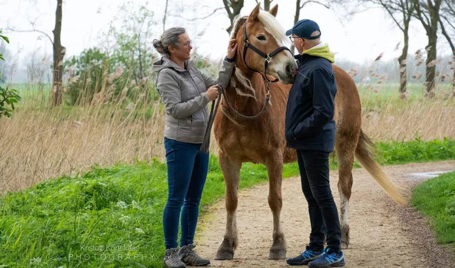 paarden