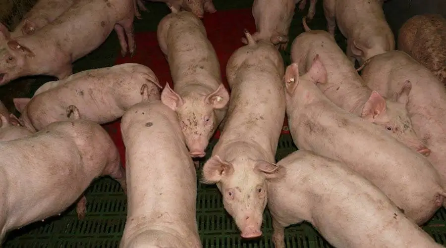 varkens