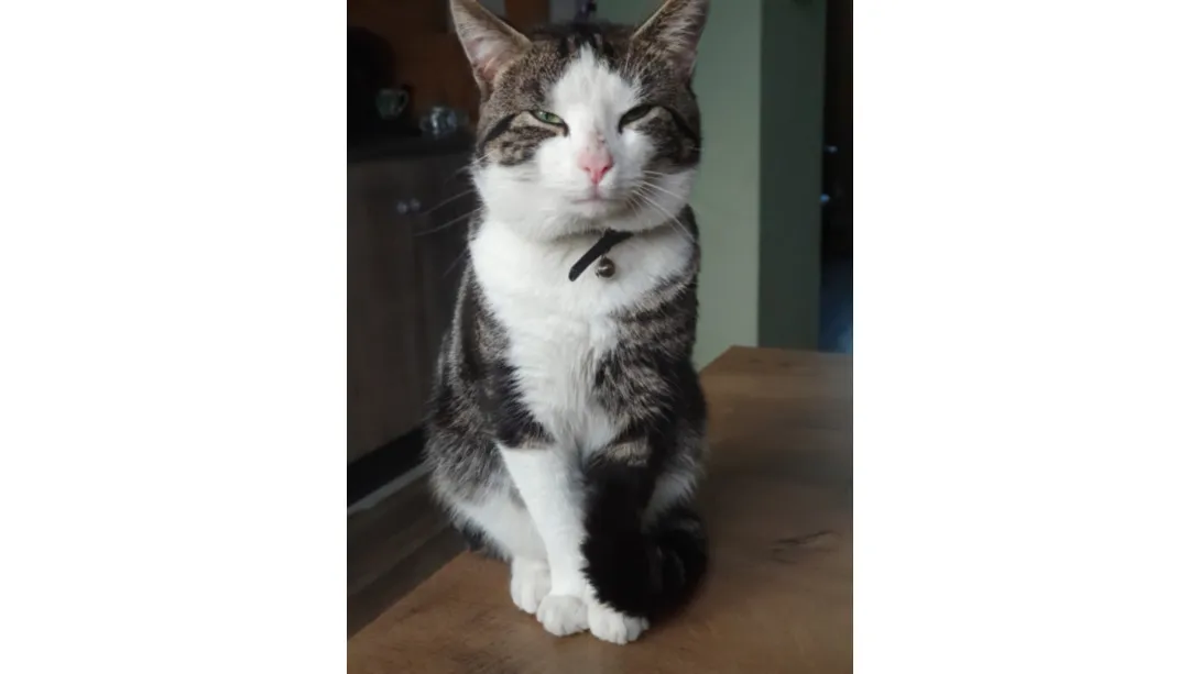 1686132-ta1iozq3-ds-1