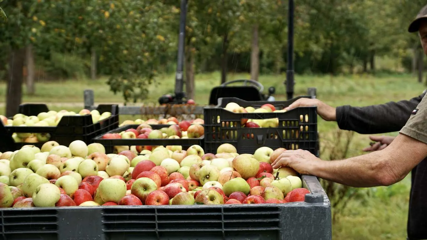appels