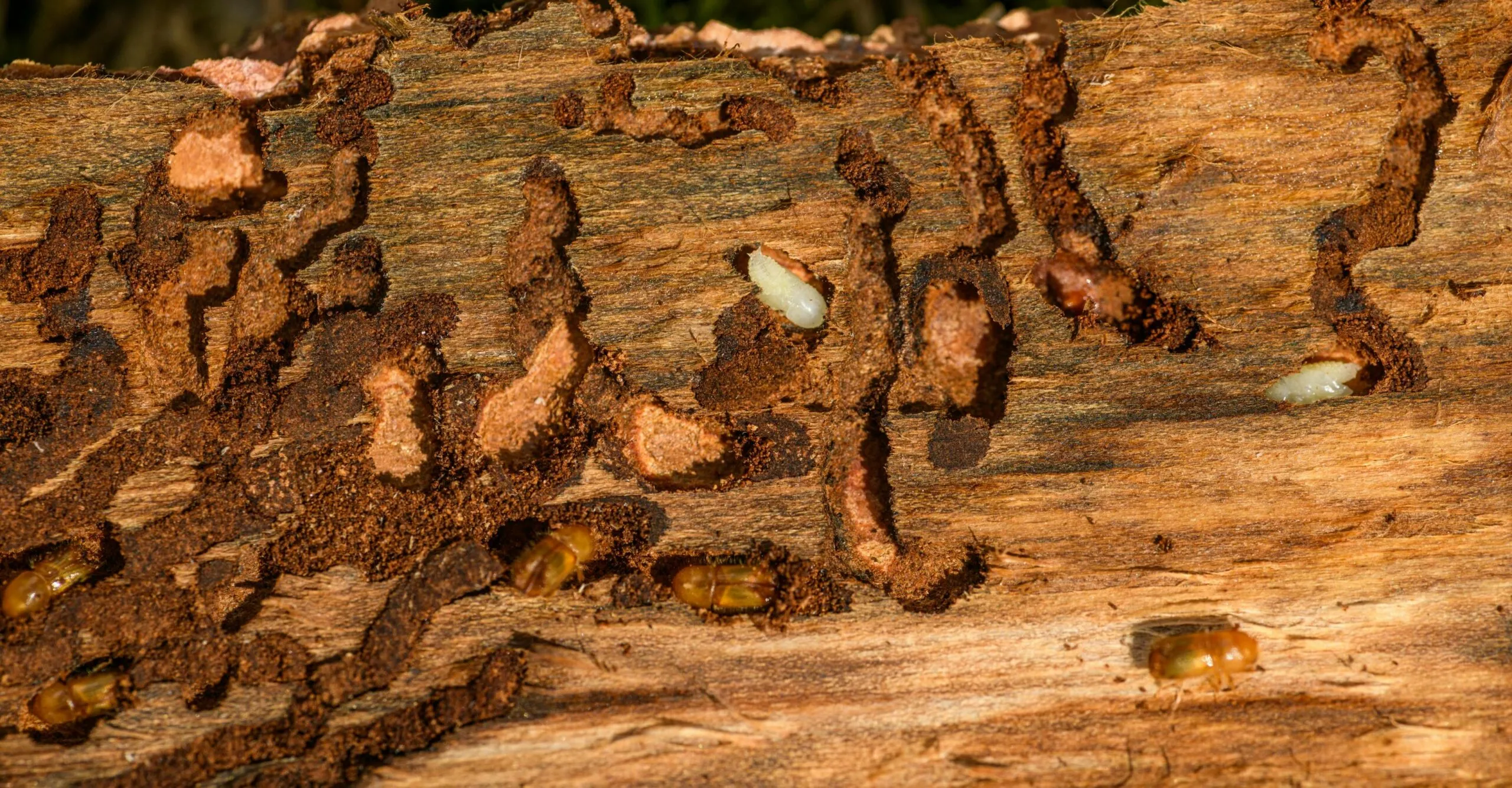 dr-rechtenvrije-afbeelding-homedeal-houtworm-scaled