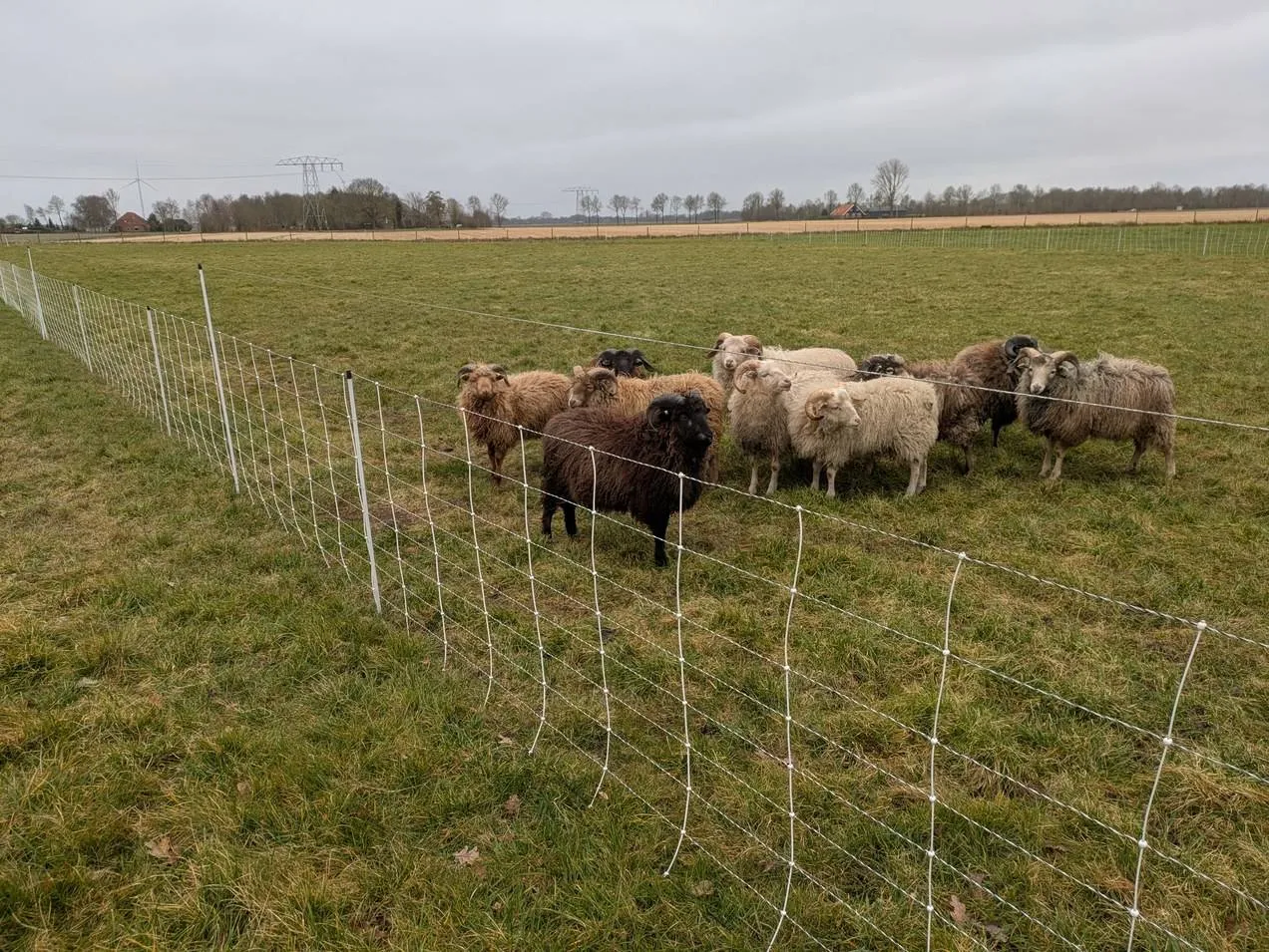 dr-wolfwerende-rasters