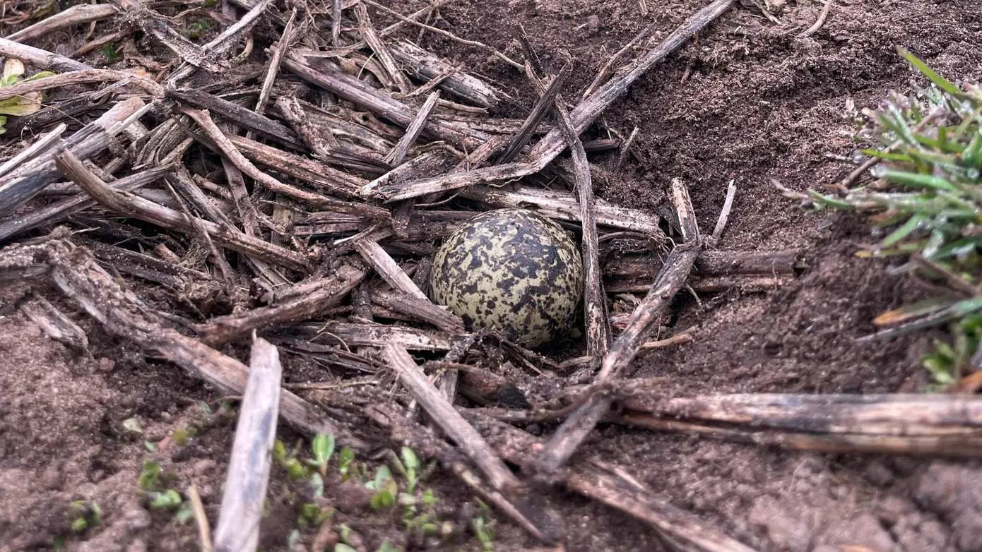 eerste-kievitsei-drenthe-2025