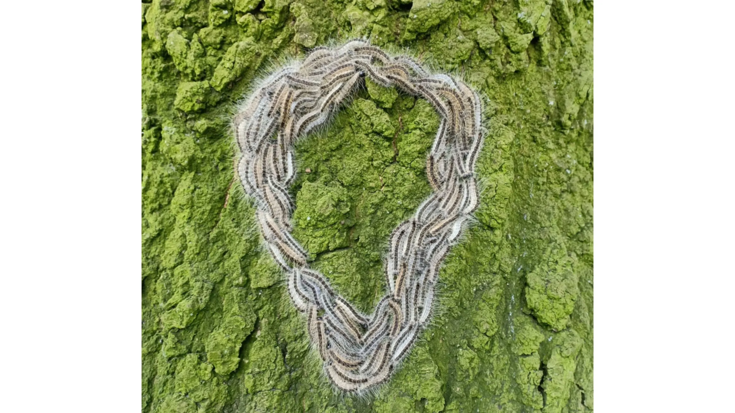 eikenprocessierups-pixabay