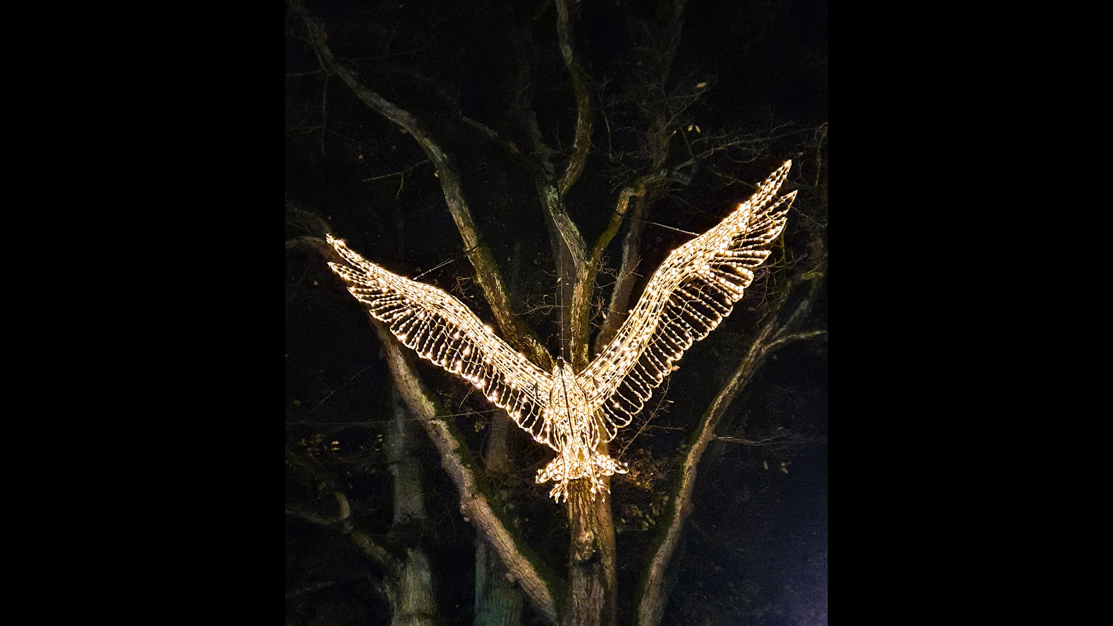 emmen-verlichtedieren-josewithagenbryan5