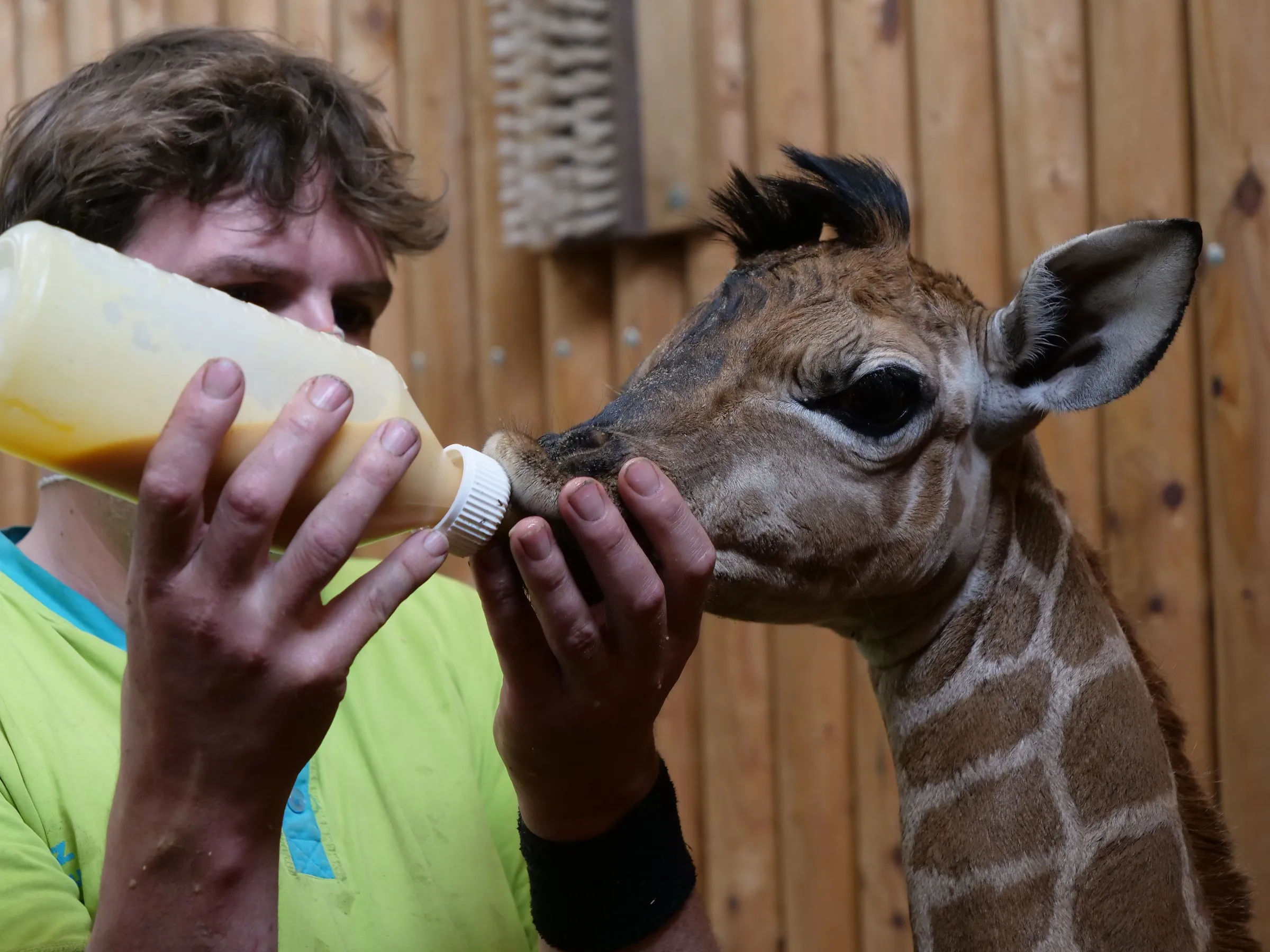 giraf-geboren-in-wildlands