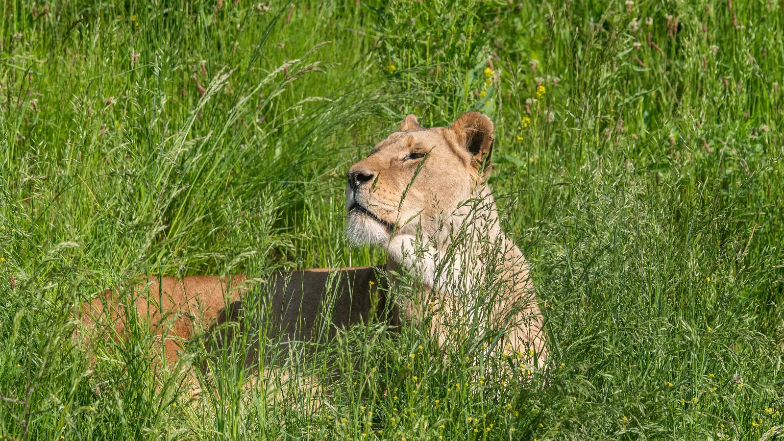 leeuwin-tia-overleden