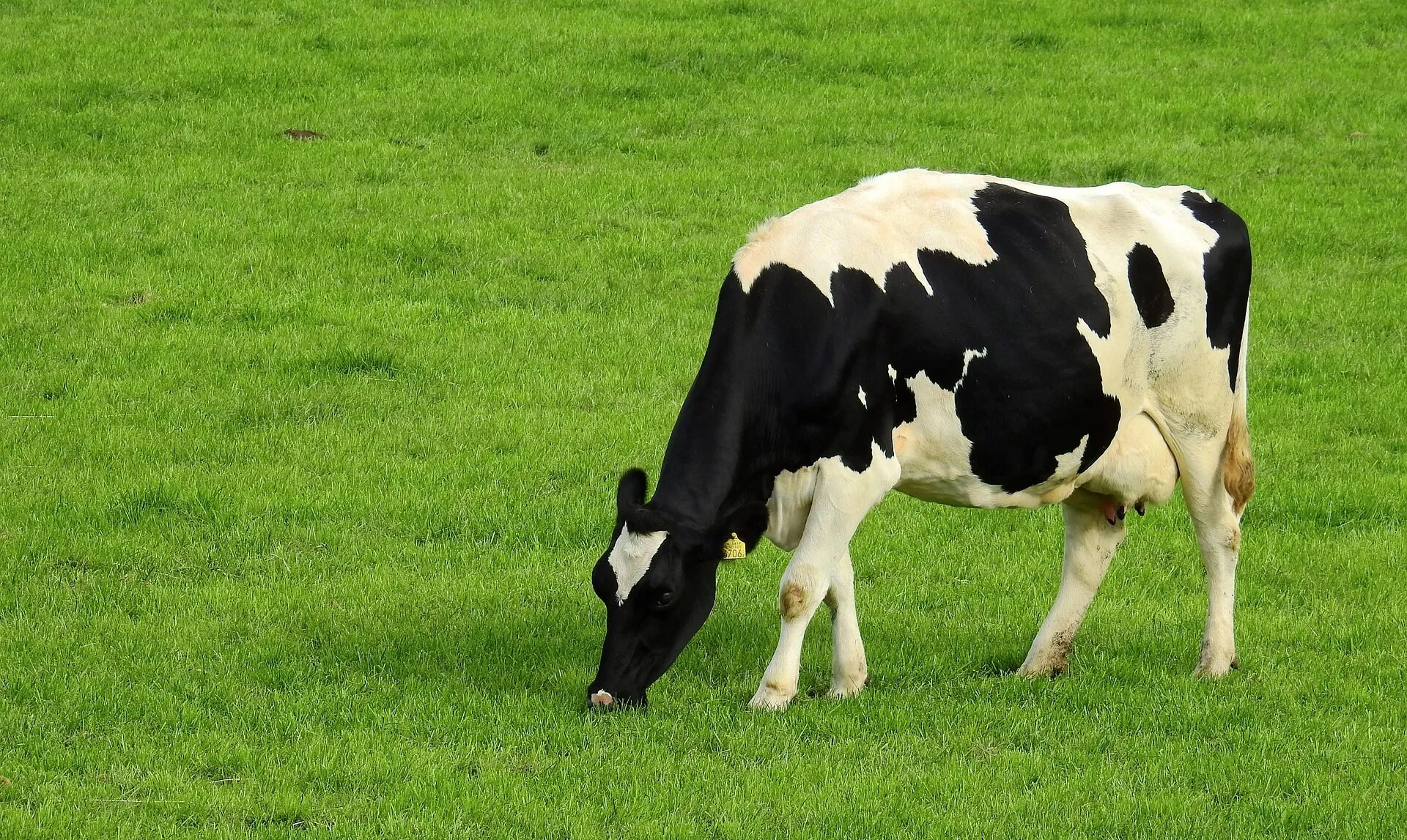 meadow-gb40c3d736-1920-e1666033328142