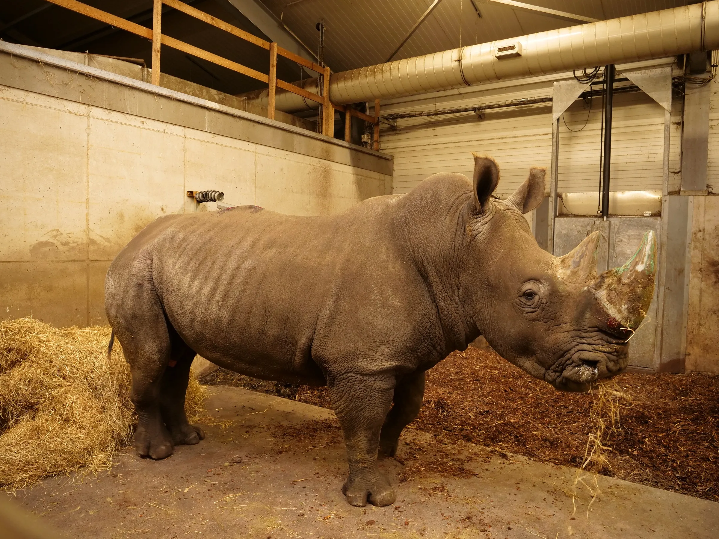 nieuwe-neushoornman-in-wildlands