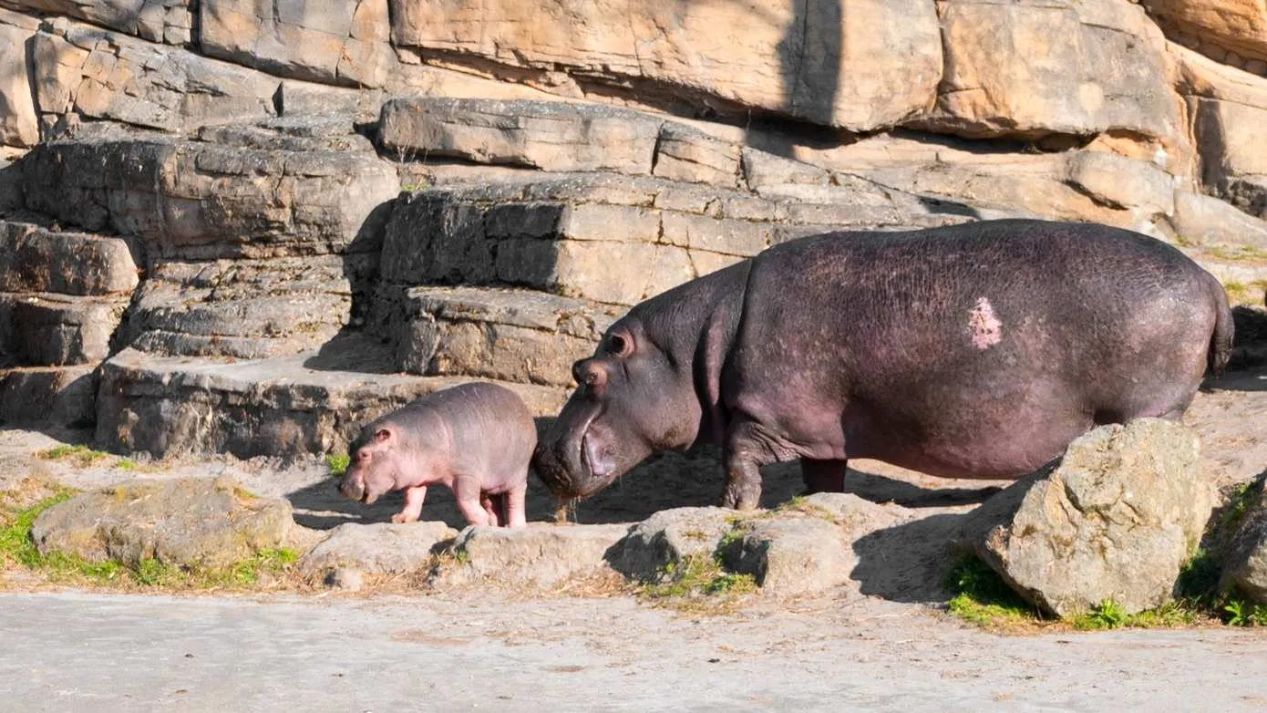 nijlpaardjong-wildlands-eerste-keer-buiten