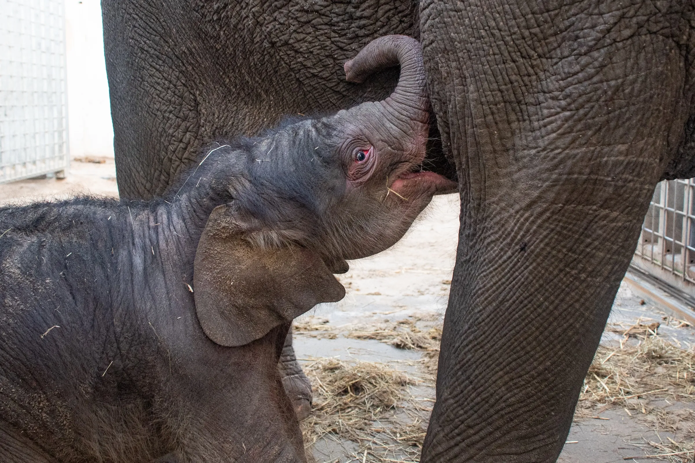 olifantje-geboren-wildlands-2021-foto-2