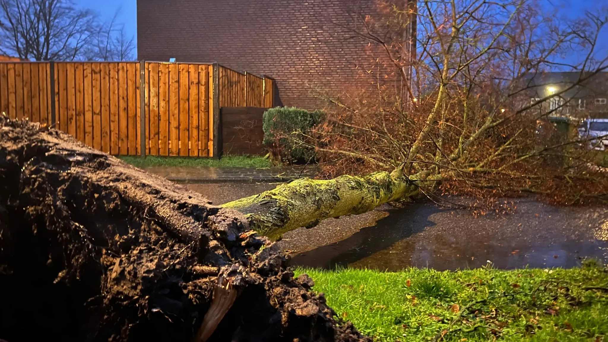 omgewaaideboom-storm-stanpittens