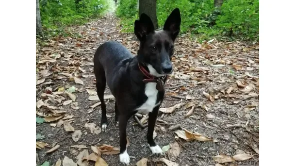 podenco