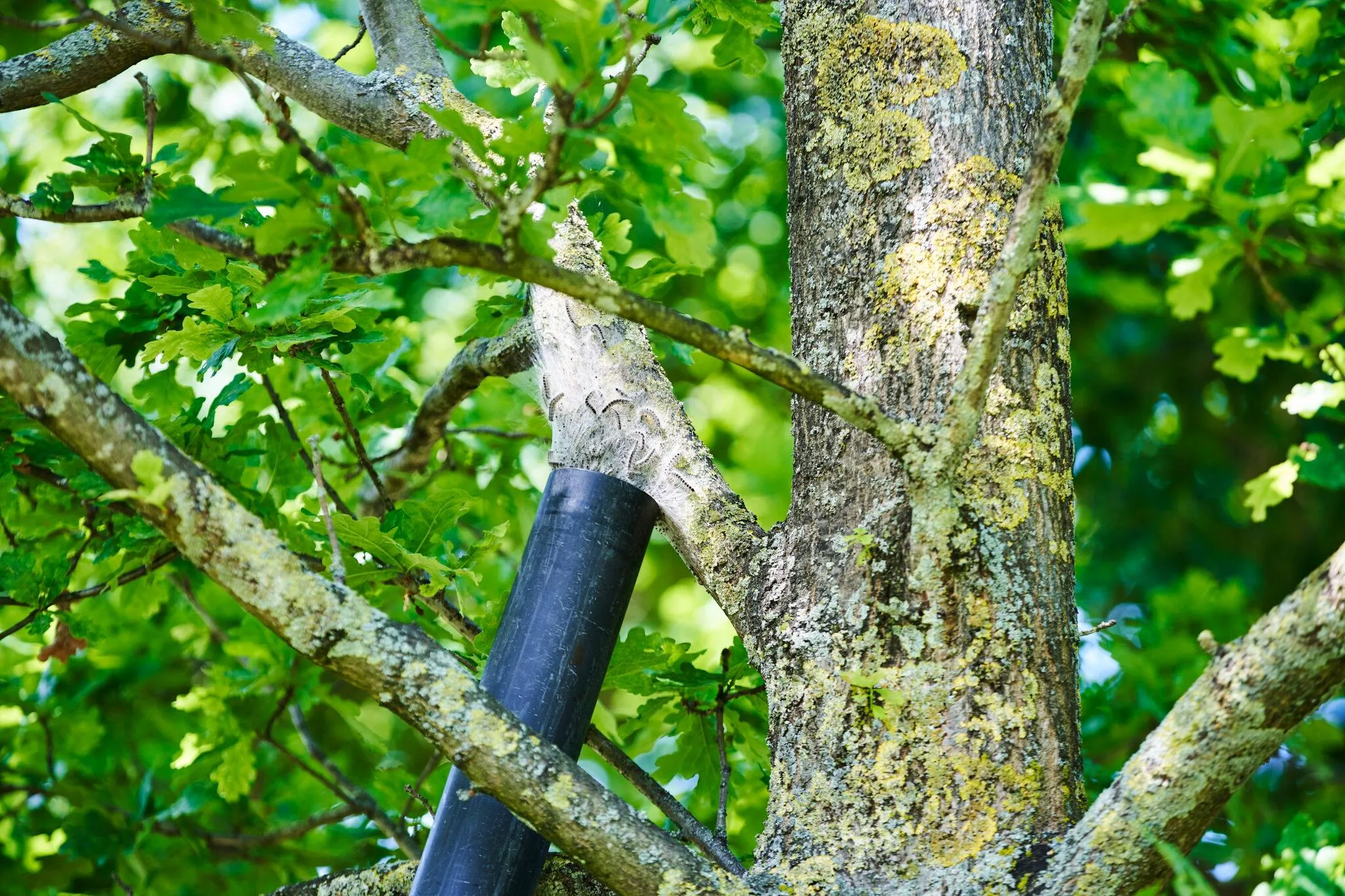 rups-1-ruimen-nesten-epr