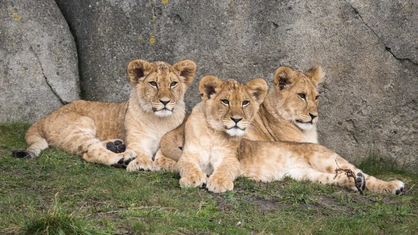 Seizoen 8 Het echte Leven vanuit WILDLANDS