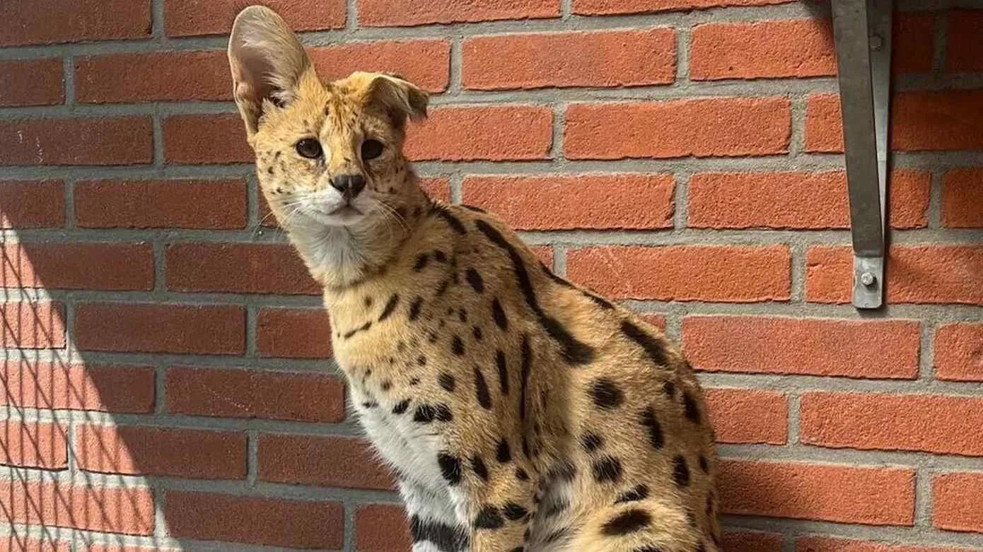 serval