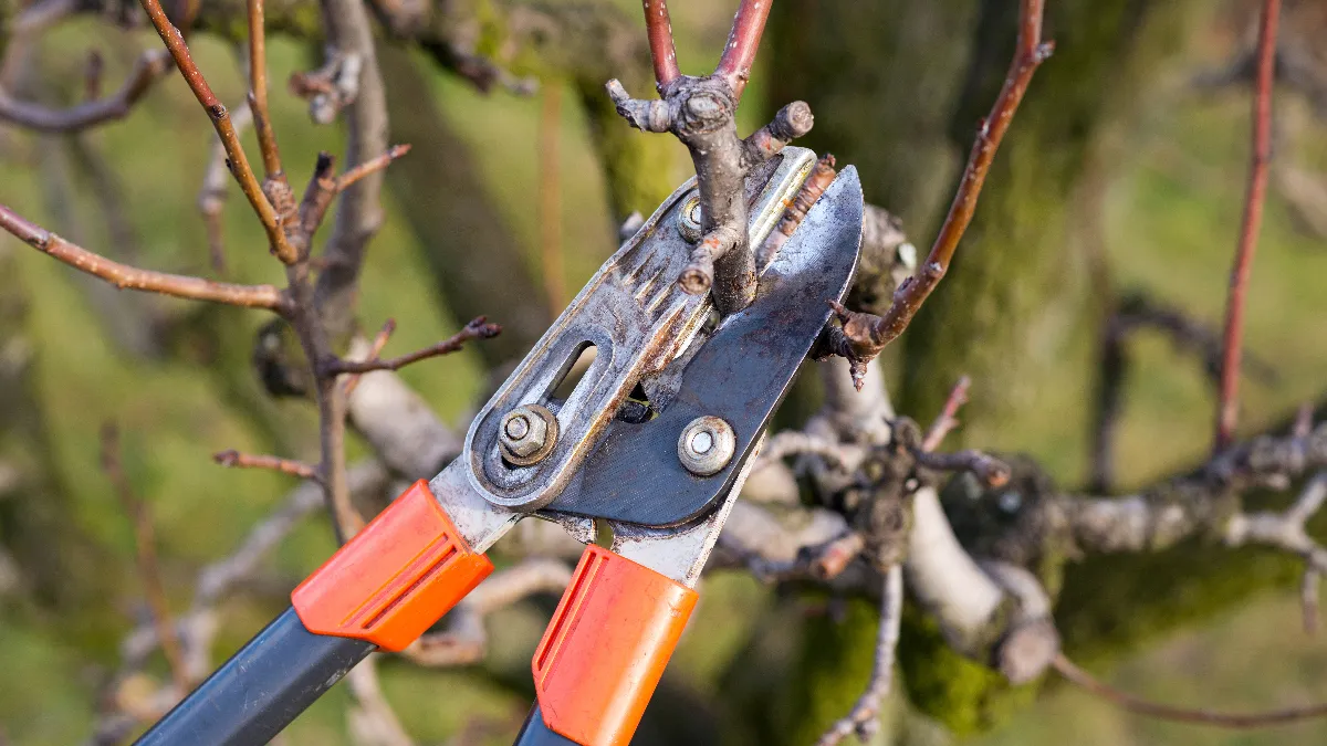 snoeien-shutterstock-564127045