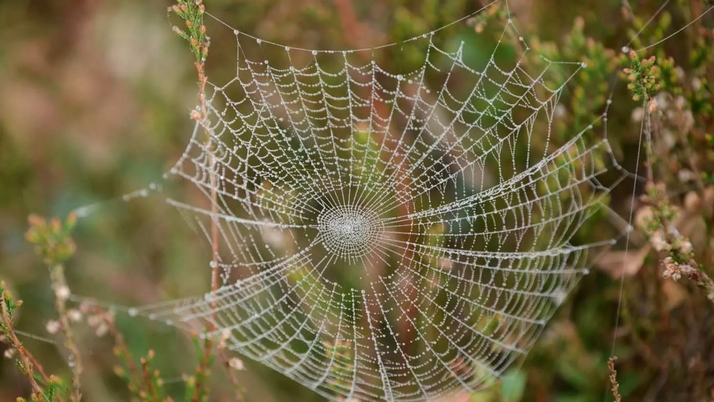 Spinnenweb Aaldrik Pot