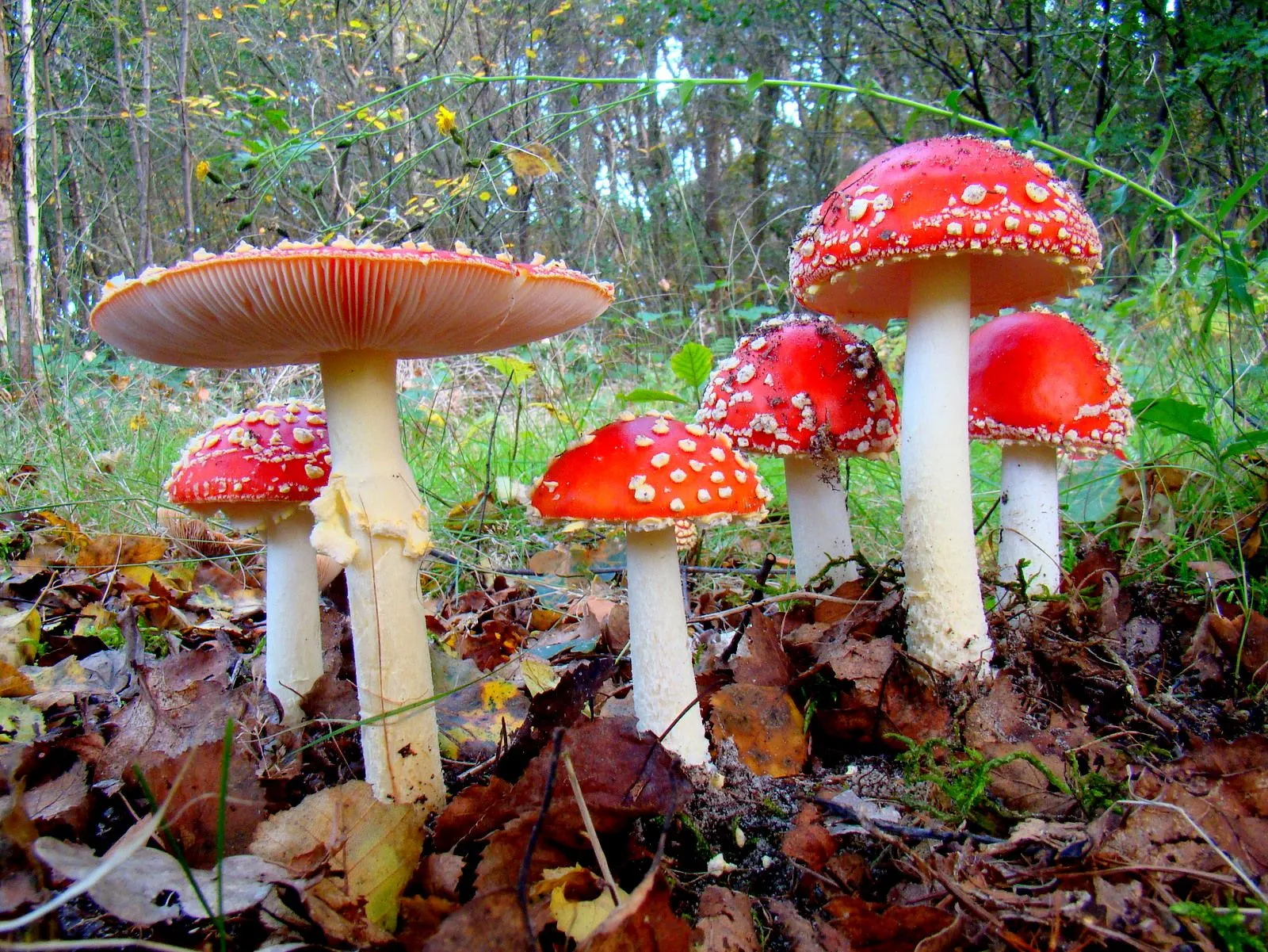 vliegenzwammen-paddenstoel-van-het-jaar-2022