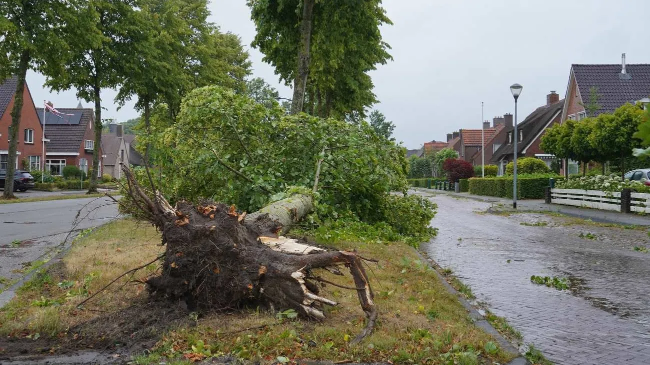 vries-nieuwerijksweg-boomomver01