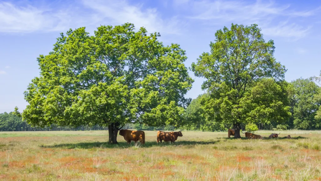 weer-juli-istock-08-06-2021-hijkerveld