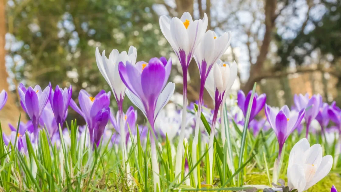 weer-maart-istock-25-02-2021-assen