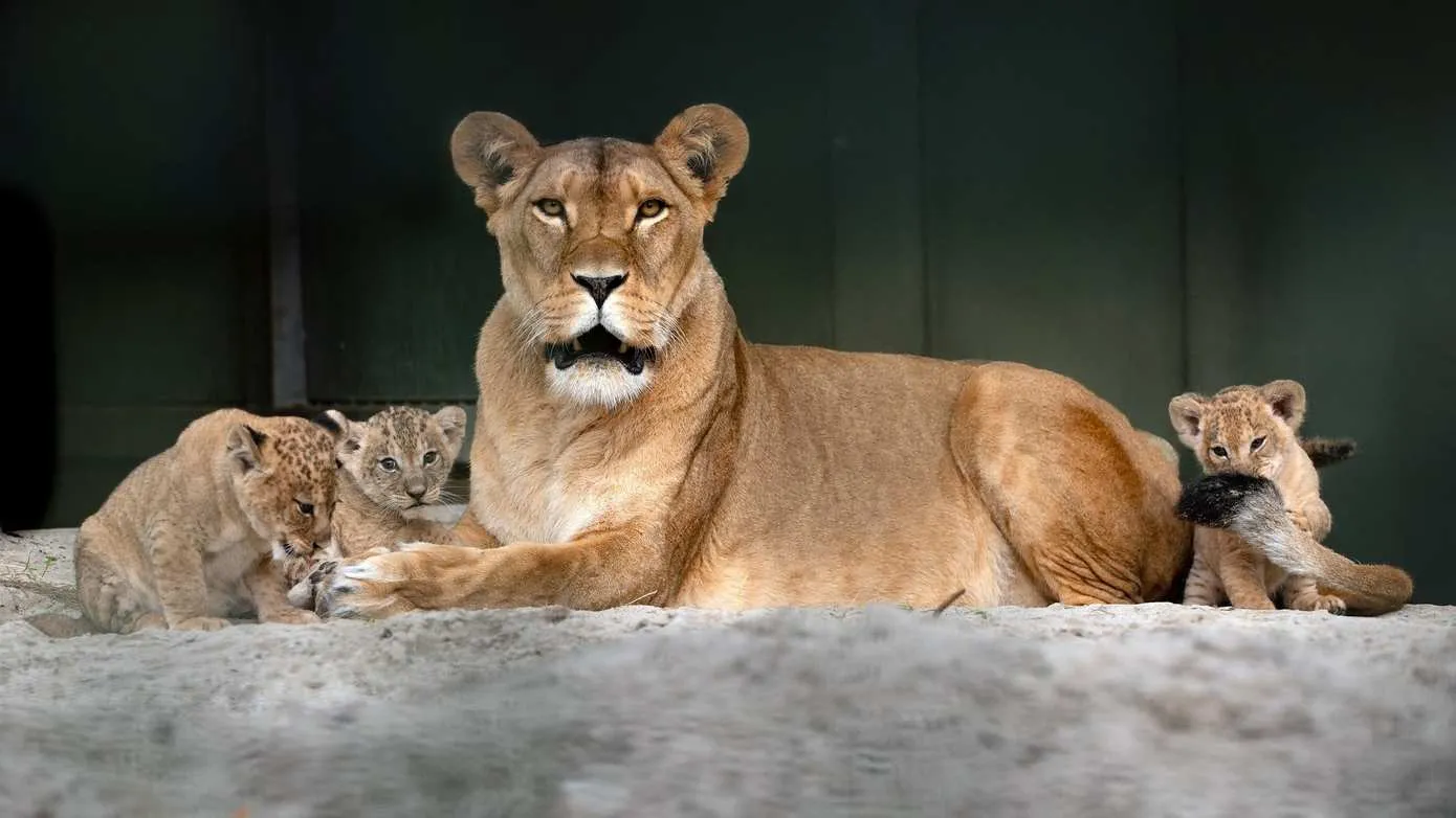 welpen-in-wildlands-zijn-vrouwen