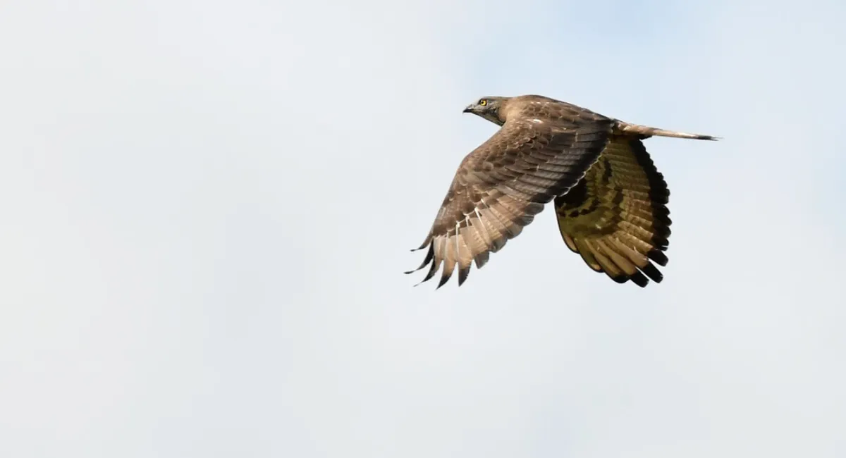 wespendief-aaldrik-pot