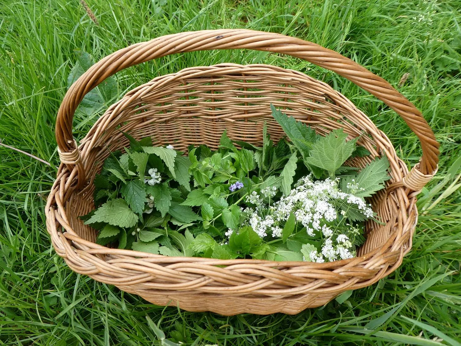 wilde kruidenoogst In het Wilde