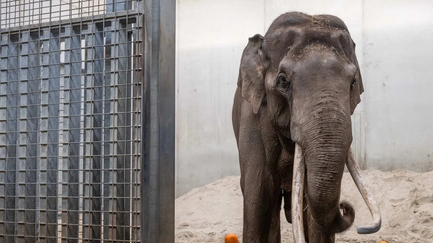 Tweede olifantenstier WILDLANDS