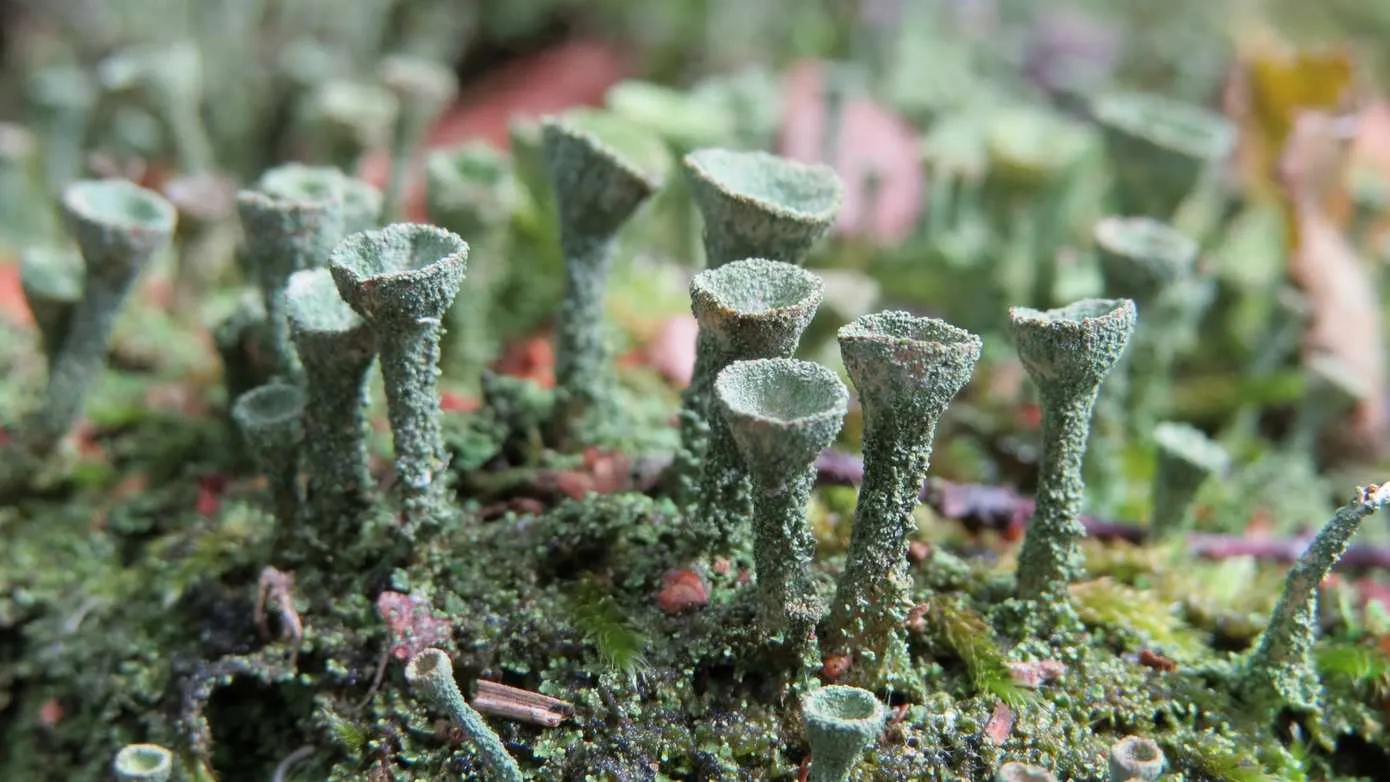 Bekertjesmos Liesbeth-van-Oirschot-Beerens